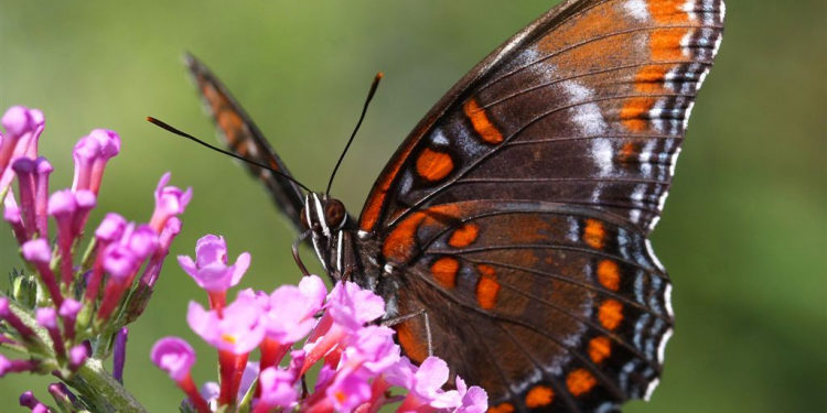 Mai multe specii de fluturi exotici pot fi admirate la Chișinău. Grădina cu fluturi va fi deschisă până la sfârșit de septembrie | VIDEO