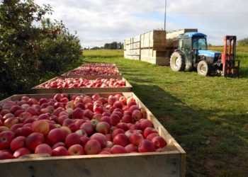 Илан Шор о решении Россельхознадзора разрешить экспорт сельхозпродукции: Всё можно решить, когда ведешь конструктивный диалог | VIDEO