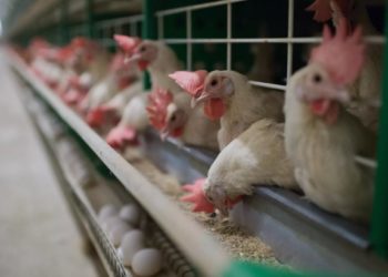 В Британии и ЕС зафиксировали рекордную вспышку птичьего гриппа