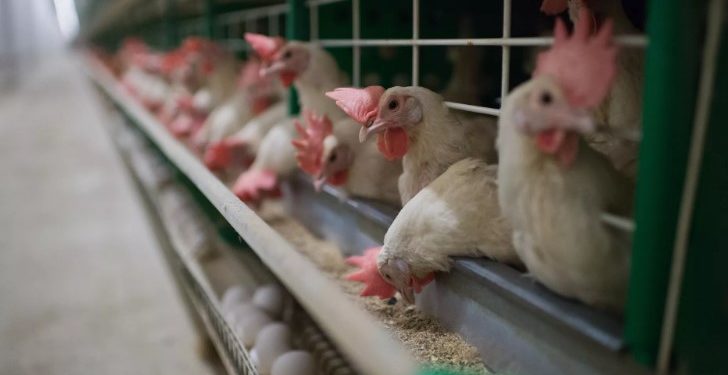 В Британии и ЕС зафиксировали рекордную вспышку птичьего гриппа