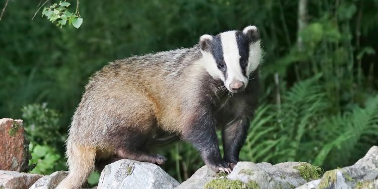 Мужчине грозит тюрьма за убийство барсуков в Каприянском лесу