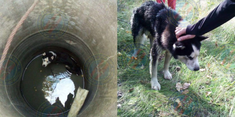 Stăpânii l-ar fi aruncat în fântână ca să scape de el. Un câine, salvat de la adâncimea de cinci metri | FOTO