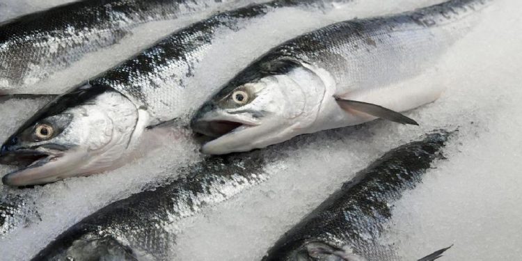 Trei loturi de pește cu paraziți riscau să ajungă în mai multe școli, grădinițe și centre de plasament. Ce a depistat ANSA în urma unor controale | VIDEO