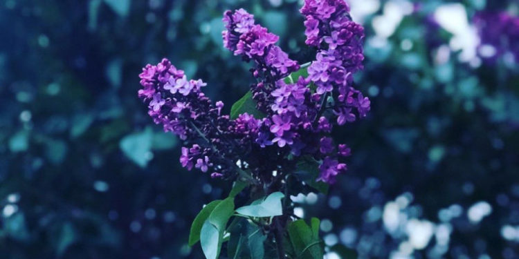 În Chișinău, liliacul a înflorit la început de octombrie. Specialiști: Este o anomalie pe fundalul schimbărilor climaterice | VIDEO