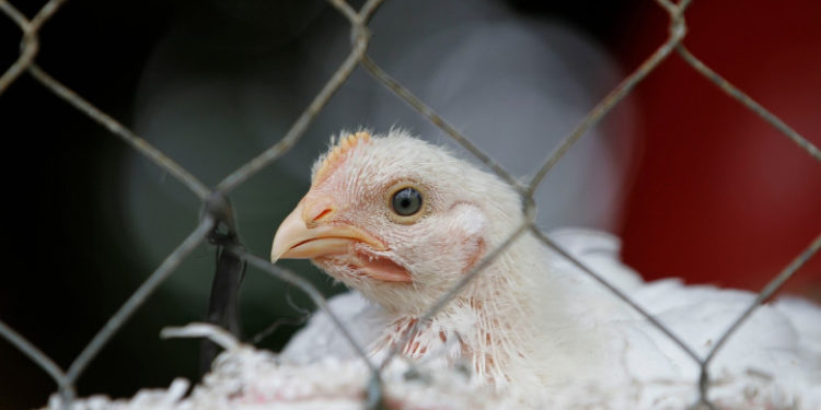 Caz de gripă aviară transmisă la om, depistat în Spania