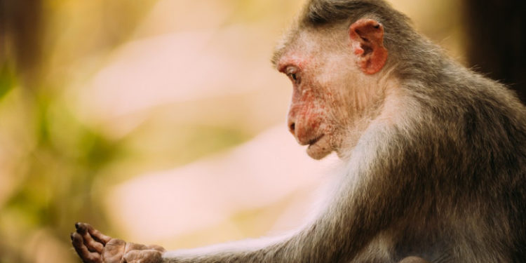 Un virus al maimuţelor similar cu Ebola este „pregătit” să treacă la om şi să se transforme într-o nouă pandemie