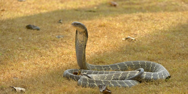 O cobră regală care a fugit dintr-un Zoo din Suedia a primit numele „Houdini” pentru că reușește să scape de cei care o caută