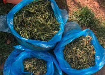 Marijuană în valoare de 600 mii de lei — scoasă din circuit. Poliția a reținut patru membri ai unui grup infracțional