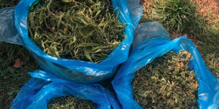 Marijuană în valoare de 600 mii de lei – scoasă din circuit. Poliția a reținut patru membri ai unui grup infracțional