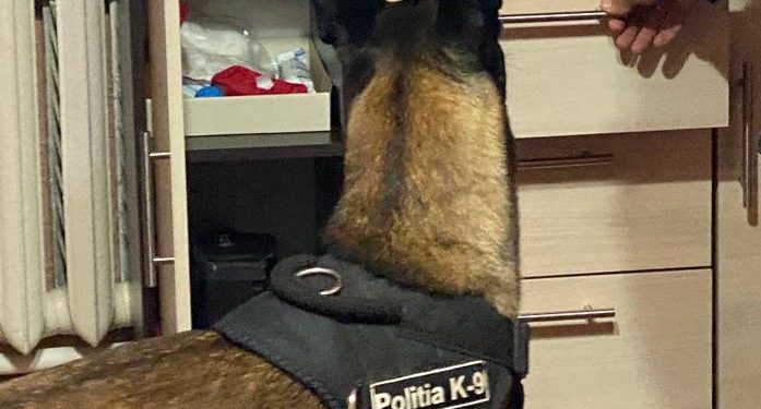 Marijuana de 480.000 lei – ridicată din Cahul și trei bărbați reținuți