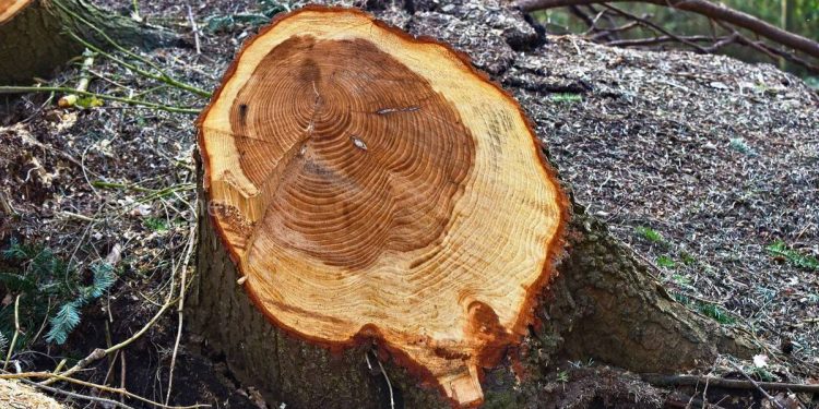 Неизвестные незаконно вырубили 50 деревьев в столичном парке Lunca Gâştii | VIDEO