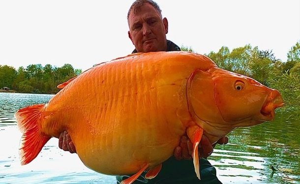 Во Франции поймали самую большую золотую рыбку