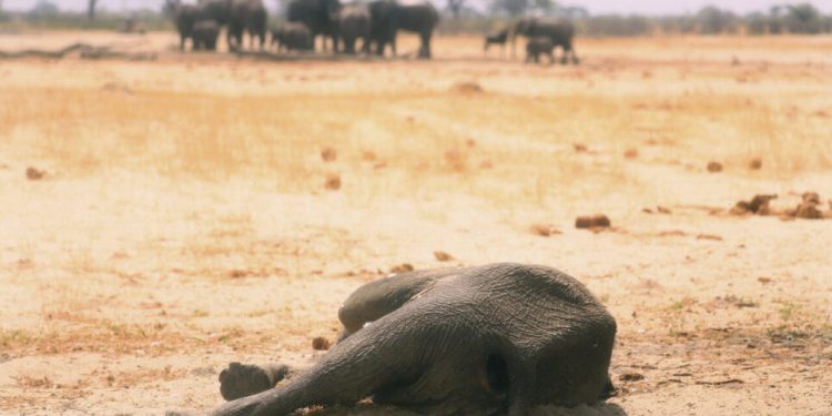 Peste 200 de elefanţi au murit în ultimele luni în Kenya, unde este cea mai puternică secetă din ultimii 40 de ani