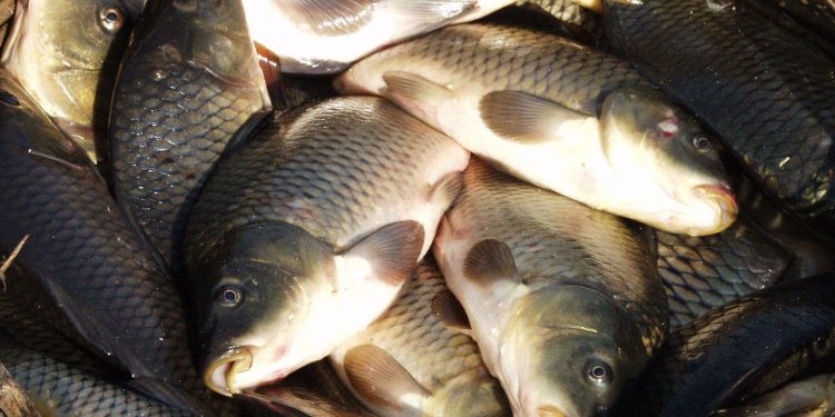 Peștele din Dunăre poate fi periculos pentru sănătate. Metale grele, în special mercur, au fost găsite la oamenii care consumă frecvent | VIDEO