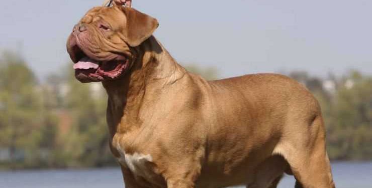 Mușcați de cap, umeri și brațe. Doi soți, atacați de câinele familiei. Cum se simt?