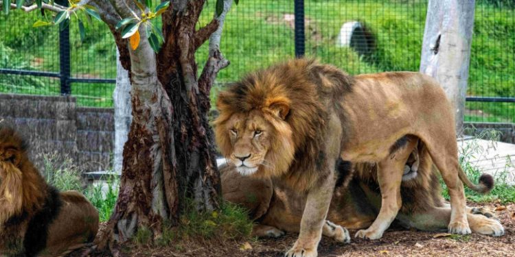 Alarmele au răsunat în Sidney după ce cinci lei de la grădina zoologică au evadat din adăpost. Un pui a fost tranchilizat
