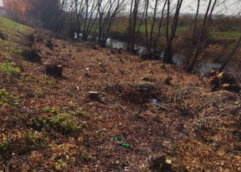 Se taie „ca-n codru”, în nordul țării. Inspectorii de mediu au amendat trei bărbați care au defrișat ilegal mai mulți arbori de pe malul râului Cubolta | VIDEO