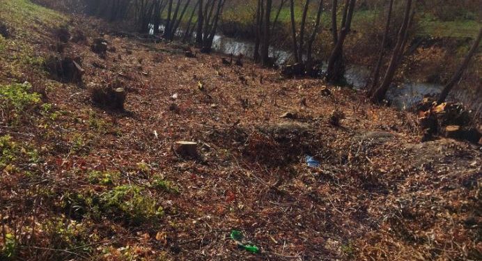 Se taie „ca-n codru”, în nordul țării. Inspectorii de mediu au amendat trei bărbați care au defrișat ilegal mai mulți arbori de pe malul râului Cubolta | VIDEO