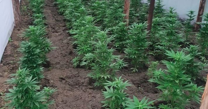 Patru bărbați – trimiși pe banca acuzaților pentru trafic de droguri, cultivate într-o seră din Hâncești. Suma totală a drogurilor ridicate de la învinuiți cifrează estimativ 400.000 lei