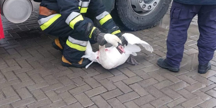 Сотрудники ГИЧС провели необычную операцию по спасению лебедя из водоотводного канала | VIDEO