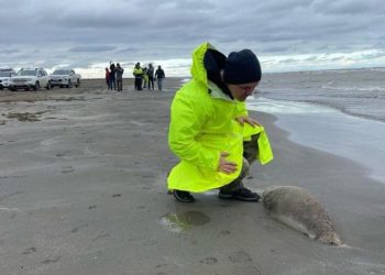 В Дагестане вдоль побережья Каспийского моря нашли 2500 мертвых тюленей