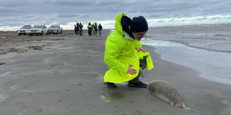 В Дагестане вдоль побережья Каспийского моря нашли 2500 мертвых тюленей