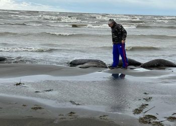 Количество погибших тюленей на побережье Каспийского моря выросло