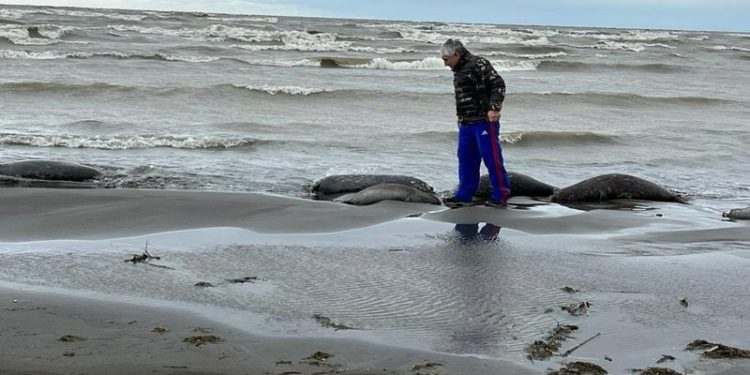 Количество погибших тюленей на побережье Каспийского моря выросло