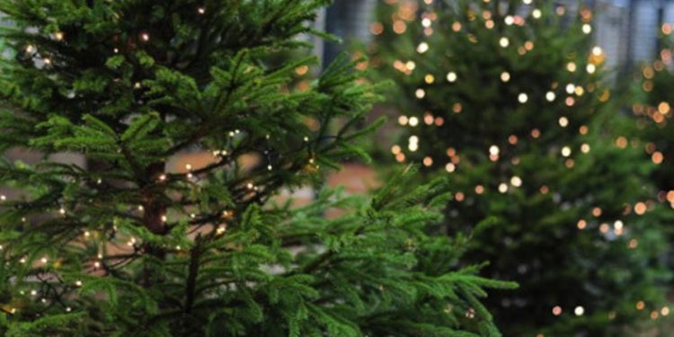 Sărbătorile vin: Moldsilva anunță că va propune cumpărătorilor peste 50 de mii de pomi de crăciun. Unde vor putea fi procurați | VIDEO