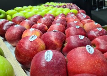 „Este o salvare pentru cei care nu au reușit să găsească alte piețe”. Reacția agricultorilor după ce Rusia a permis pentru încă 12 companii exportul fructelor și legumelor moldovenești | VIDEO