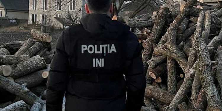 Cinci reținuți, după 60 percheziții într-un dosar de defrișări ilegale ale pădurilor, cu prejudicii de circa un milion de lei