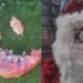 „Grinch” de Florești: Decorațiunile din centrul orașului au fost vandalizate