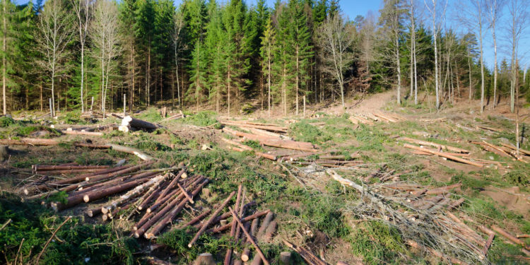 Noi detalii în dosarul celor cinci angajați ai întreprinderilor silvice, reținuți pentru defrișări ilegale. Poliția a publicat discuții telefonice interceptate | VIDEO