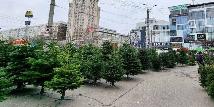 Târgurile de brazi din capitală, luate cu asalt de locuitori: La ce preț poate fi cumpărat unul din principalele sibboluri ale Crăciunului | VIDEO