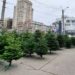 Târgurile de brazi din capitală, luate cu asalt de locuitori: La ce preț poate fi cumpărat unul din principalele sibboluri ale Crăciunului | VIDEO