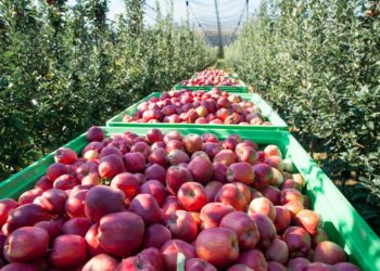 53 de producători agricoli pot exporta legume și fructe în Rusia. Ministrul Agriculturii susține că este meritul ANSA, în timp ce Rosselhoznadzor declară că a permis exportul în urma discuțiilor cu membrii echipei lui Ilan Șor | VIDEO