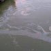 Poluare cu petrol pe Dunăre pe o lungime de 6 kilometri