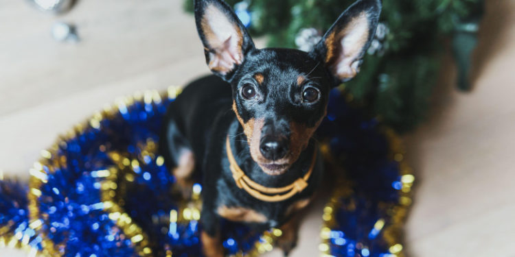 Un câine a dat foc la casă în seara de Ajun