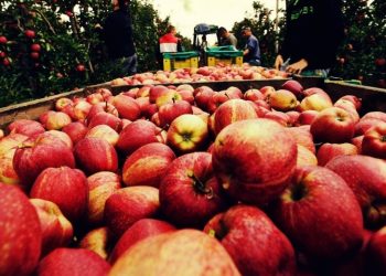 Președintele Comitetului pentru relații internaționale al Dumei de Stat a anunțat că Moldova va putea exporta în Rusia produse agricole. Decizia a fost luată în urma unor discuții cu Ilan Șor | VIDEO