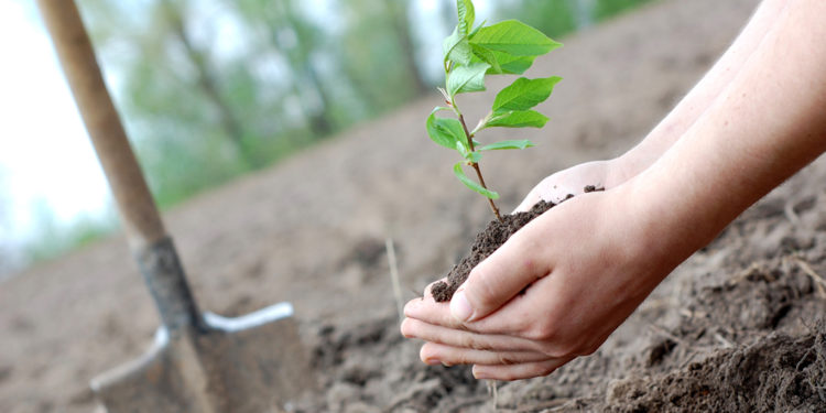 În Chișinău continuă sădirea copacilor