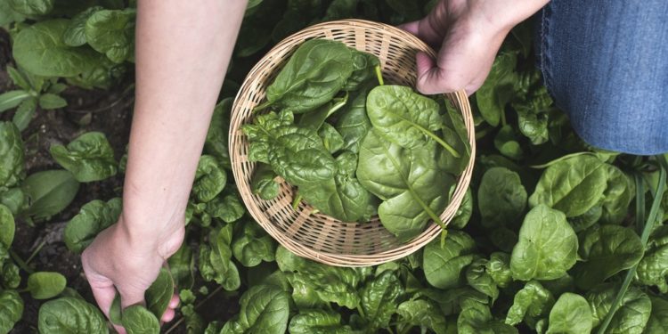 Un lot de spanac a provocat halucinaţii şi delir în Australia. Autoritățile au emis o alertă sanitară