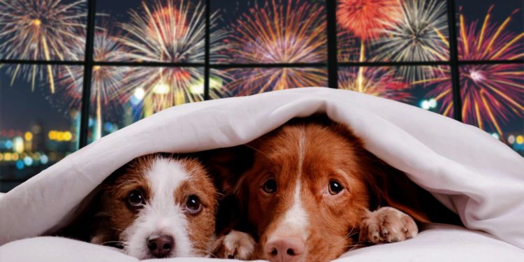 Cum afectează artificiile câinii, pisicile, caii și păsările. Câinii își pot pierde auzul definitiv, iar păsările mor de frică