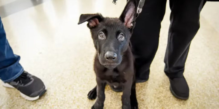 Un cățeluș abandonat în urmă cu 4 luni într-un aeroport, a fost, până la urmă, dus acasă de un pilot