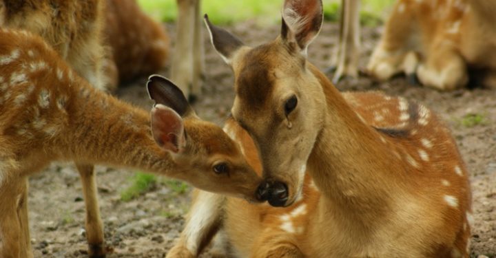 Două caprioare, omorâte la Orhei. Cine este suspectul | VIDEO