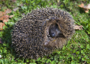 Замучил до смерти 32 ежа. В Приднестровье будут судить 16-летнего подростка