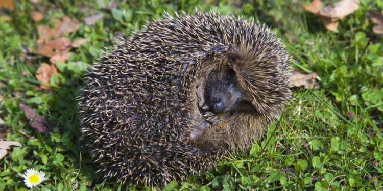 Замучил до смерти 32 ежа. В Приднестровье будут судить 16-летнего подростка