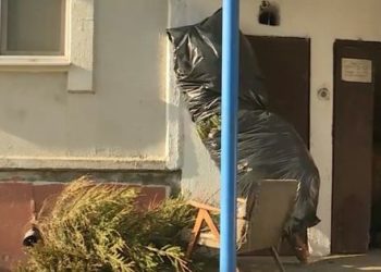 Жители Кишинева смогут сдать новогодние елки на переработку