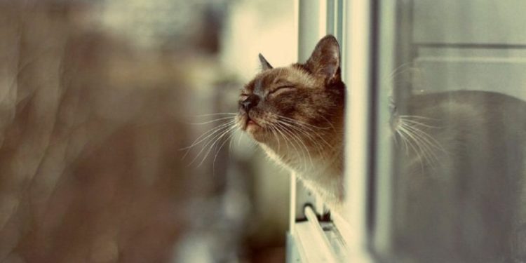 В Молдове в январе зарегистрирована аномально теплая погода