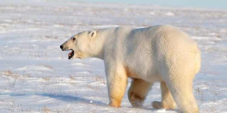 На Аляске белый медведь разорвал маму с ребенком
