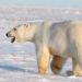 На Аляске белый медведь разорвал маму с ребенком